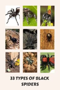small black spider identification