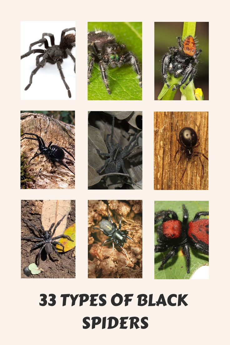 Collage showing several dark-colored spiders with different body shapes, markings and leg proportions