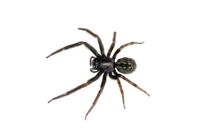 Small dark spider with a black cephalothorax, dark legs and a mottled oval abdomen on a white background