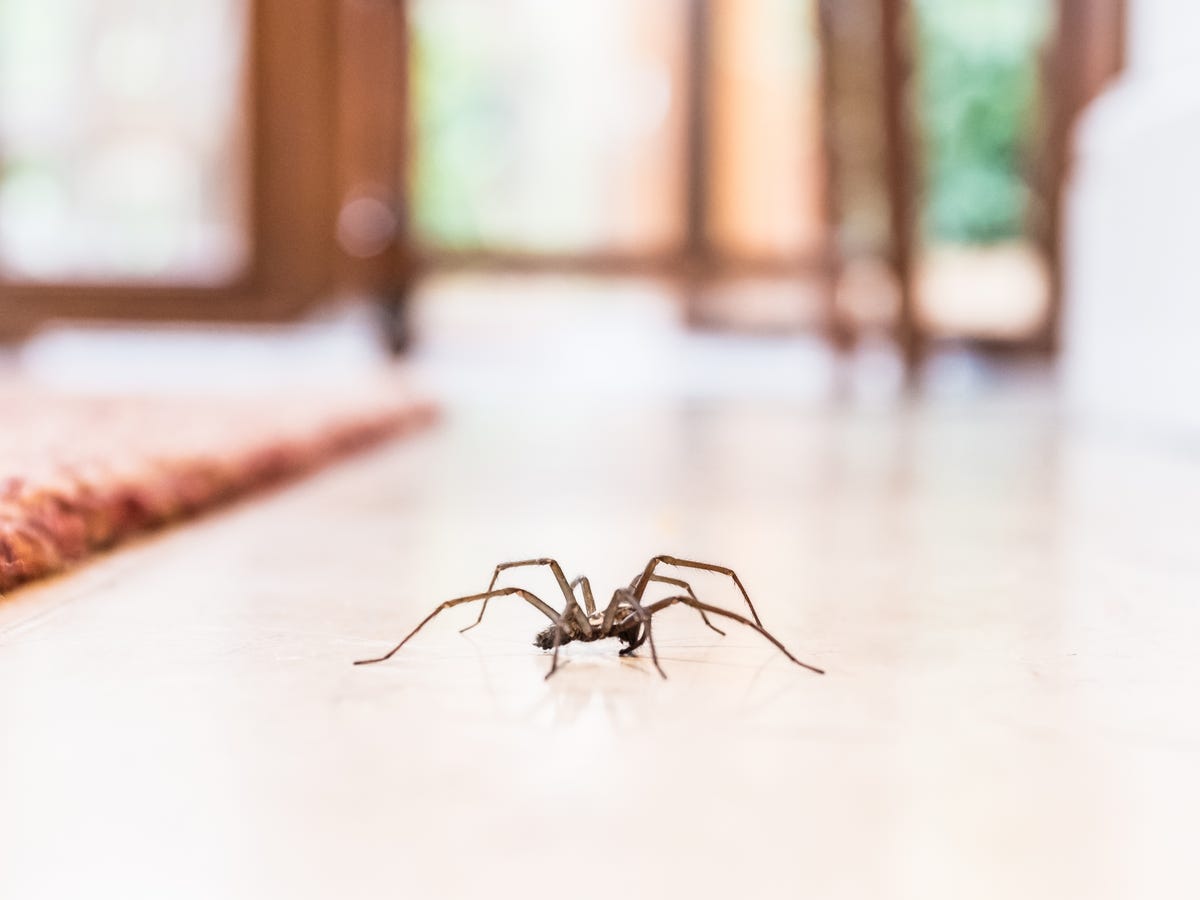 Close-up reference photograph of a small brown spider