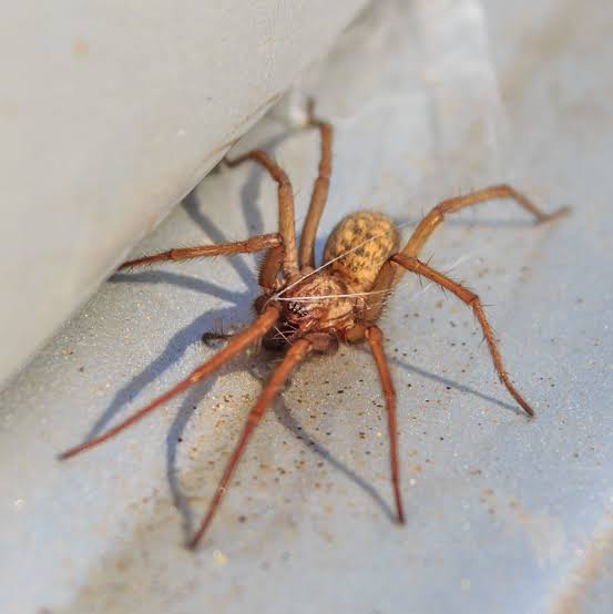 Small brown spider photographed for comparison of body shape and leg proportions