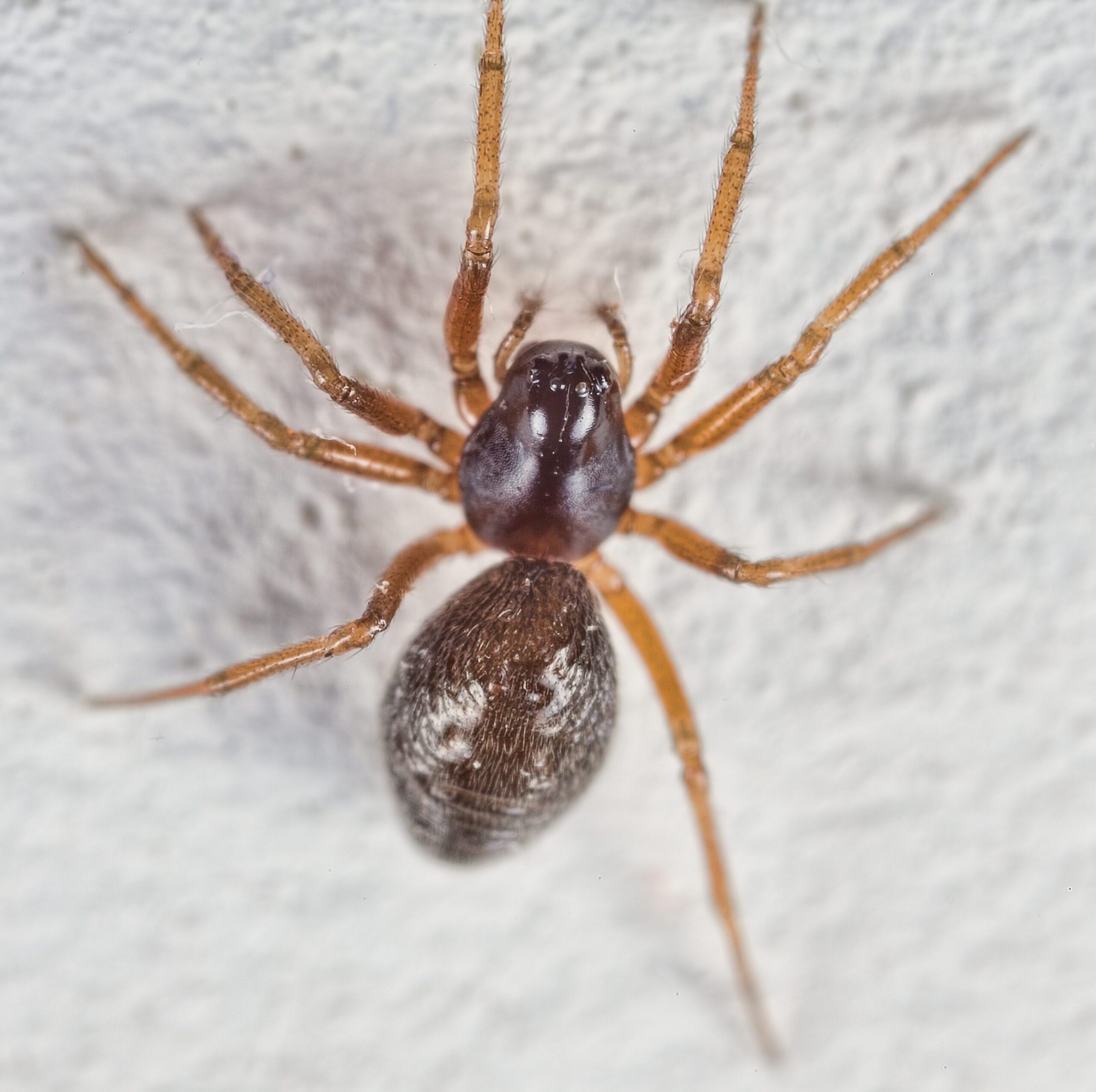 Small brown spider shown in a close-up identification photograph