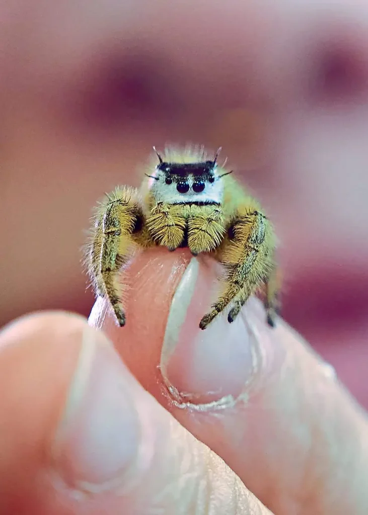 small-jumping-spider-identification
