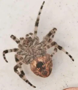 brown spider with striped legs (1)