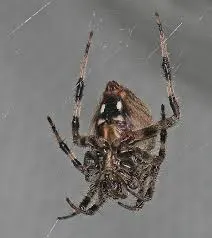 brown spider with striped legs