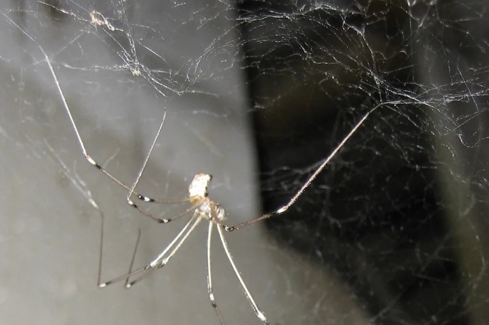 cellar spider corner web