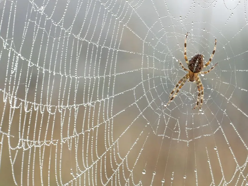 common house spider cobweb
