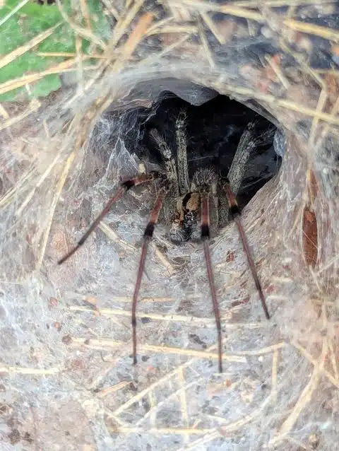funnel web spider vs funnel weaver