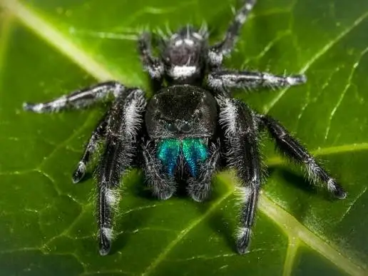 small jumping spider identification