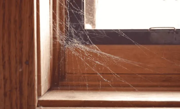 spider webs in house corners
