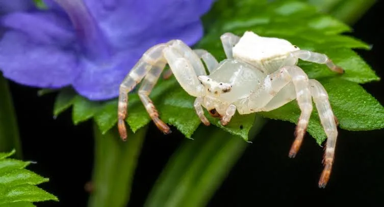 white spider identification common white spiders and lookalikes (1) (1)
