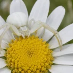 white spider identification common white spiders and lookalikes (1) (2)