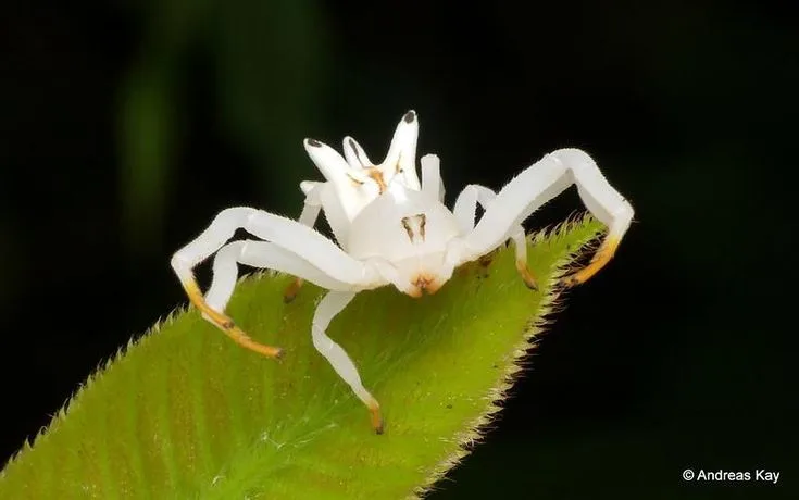 white spider identification common white spiders and lookalikes (1)