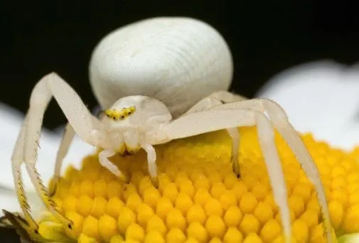 white spider identification common white spiders and lookalikes (3)